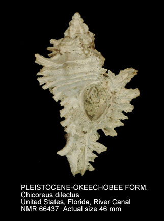 PLEISTOCENE-OKEECHOBEE FORMATION Chicoreus dilectus.jpg - PLEISTOCENE-OKEECHOBEE FORMATIONChicoreus dilectus(A.Adams,1855)